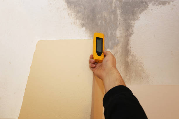 Best Post-Construction Mold Inspection  in Shoreview, MN