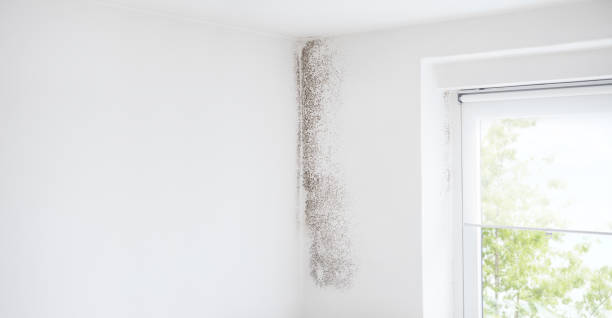 Mold Odor Removal Services in Shoreview, MN