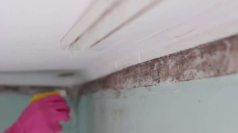 Best Real Estate Mold Inspection  in Shoreview, MN